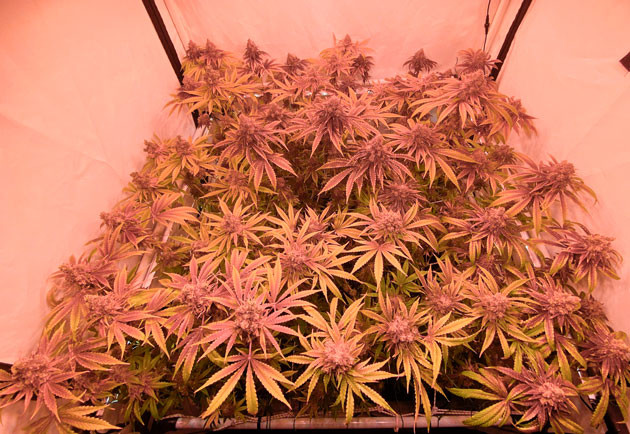 16 неделя выращивания конопли