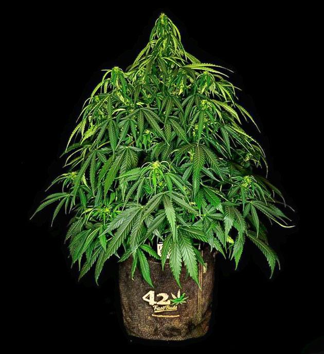 Куст Z-Up Auto от FastBuds ростом 62 см