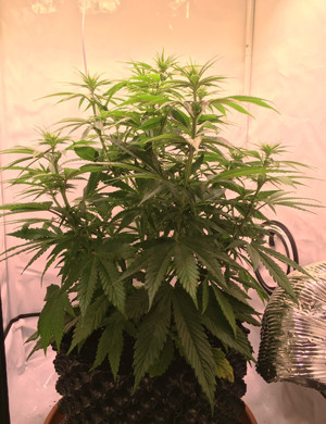 Куст в конце вегетации