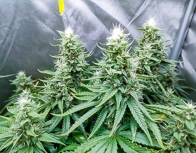 Куст Bruce Banner #3 Fast на цветении