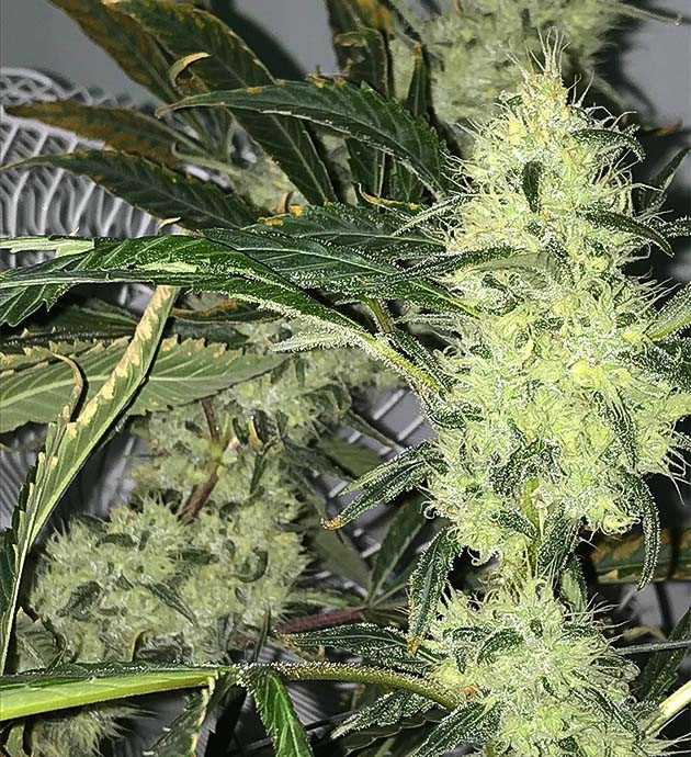 Подготовка к харвесту конопли Bruce Banner