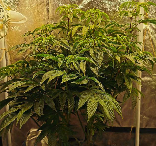 Здоровый куст на стадии вегетации