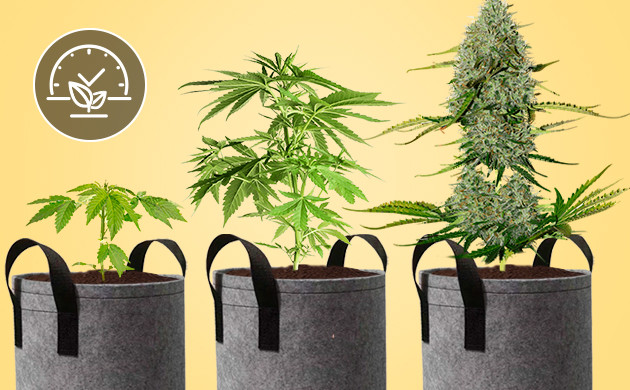 Горшки для автоцветущих сортов конопли