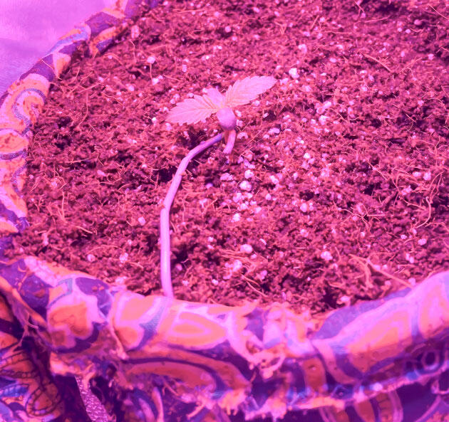 Сорт Fullgas от Green House Seeds на 1 неделе