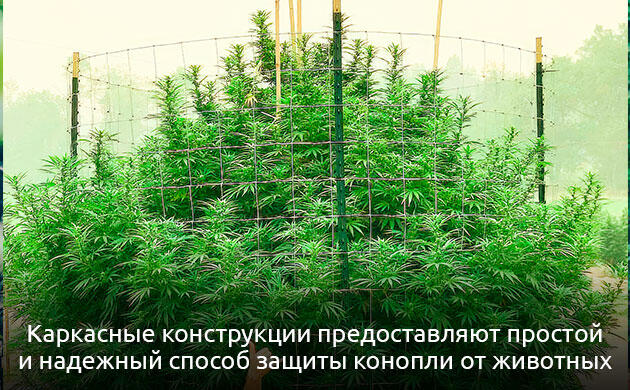 Каркасная защита вокруг куста конопли