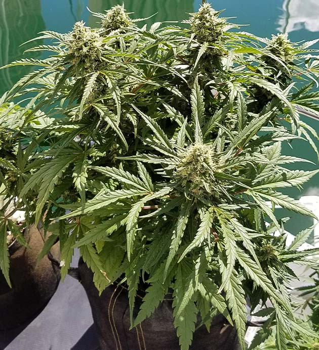 Куст конопли перед харвестом