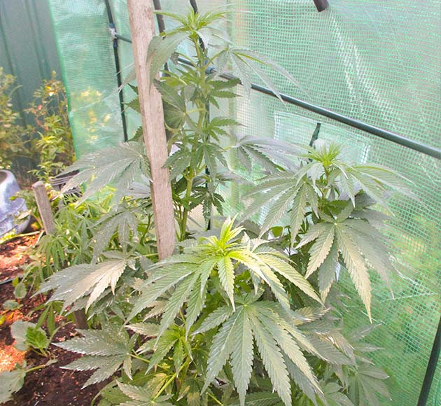 Стимуляция цветения куста Pineapple Chunk