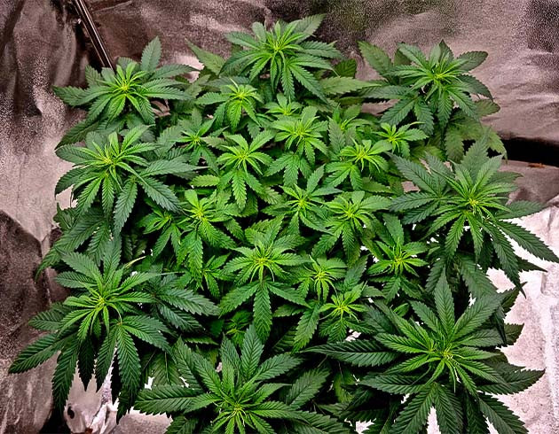 Bruce Banner Auto: начало цветения