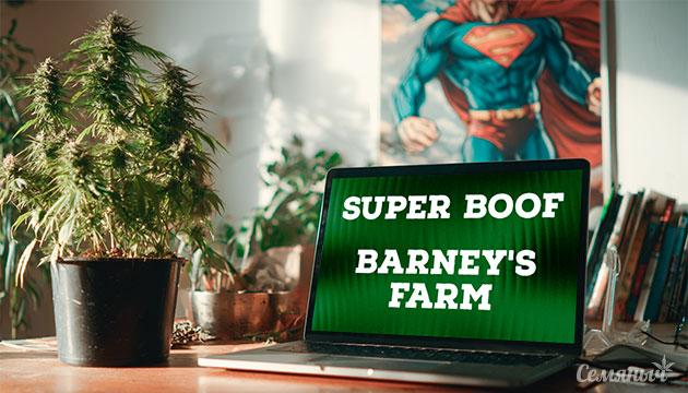 Гроурепорт сорта конопли Super Boof от сидбанка Barney's Farm