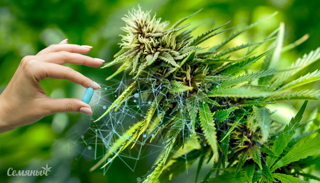 Роль ферментов в выращивании конопли