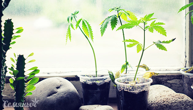 Конопля на подоконнике