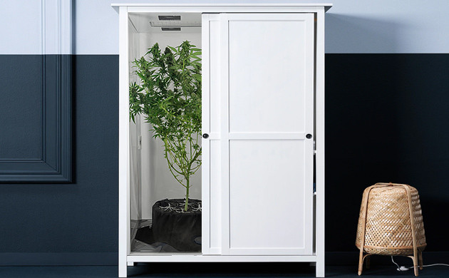 Гроубокс для конопли