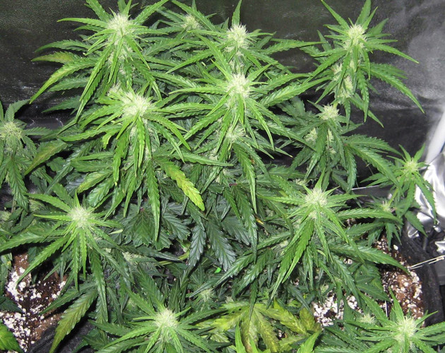 Дефицит азота