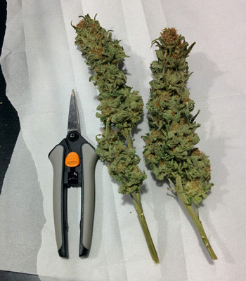 Соцветия каннабиса Fruit Punch fem