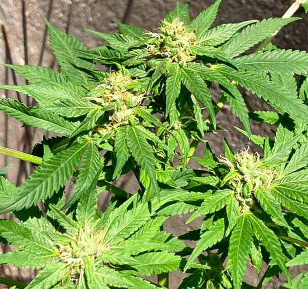 10 неделя роста конопли