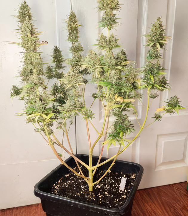 Выращивание сорта Apple Betty на 14 неделе