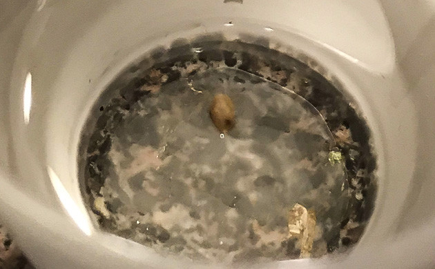 Проращивание семян конопли Auto Chocolate Skunk