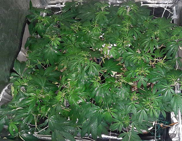 Регулировка уровня кислотности почвы