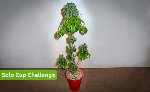 Цветущий кустик в пластиковом стакане