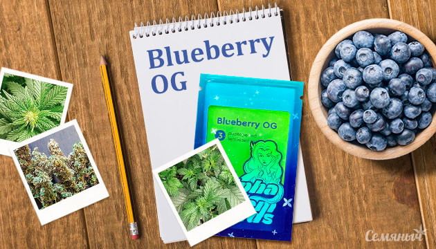 Выращивание сорта конопли Blueberry OG в индоре