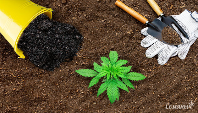 Выращивание органической марихуаны