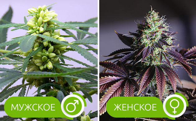 Мужское и женское соцветие конопли