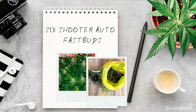Выращивание сорта Six Shooter Auto