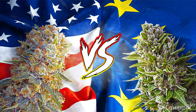 Американская и европейская генетики конопли
