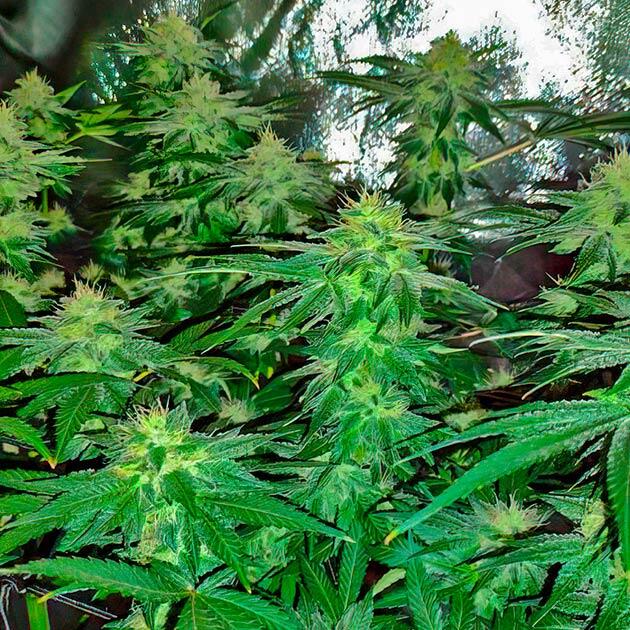 Куст Keepers OG Autoflower на 11 неделе развития