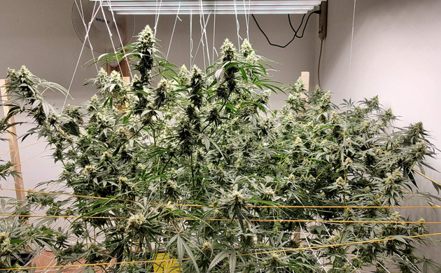 Закрепление крупных шишек