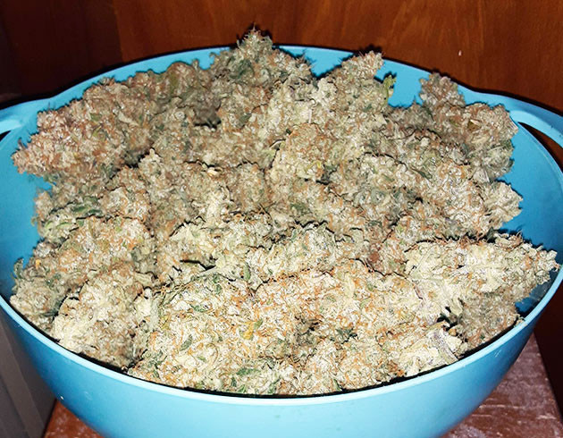 Высушенные шишки