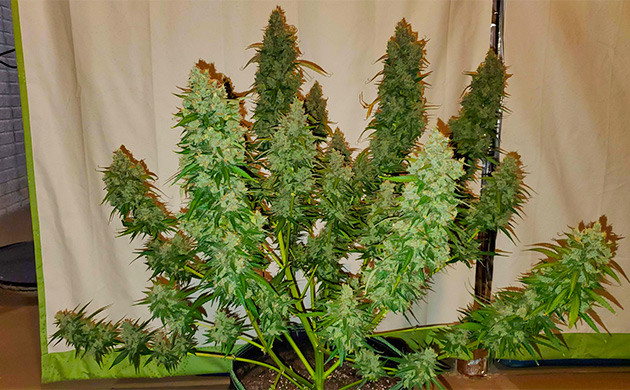 Харвест Auto Lemon Kix