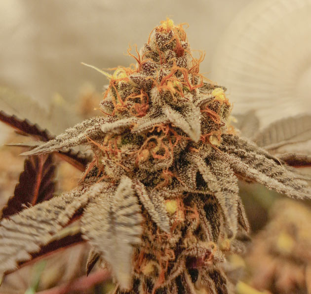 Две недели до харвеста Poddy Mouth