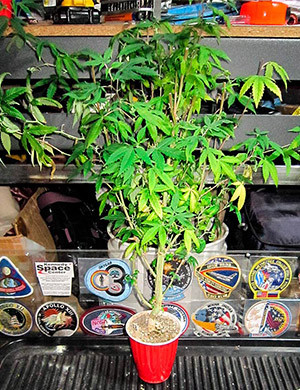 Растение DDoS #33