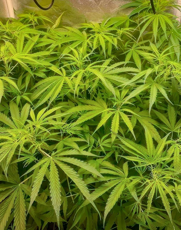 Конопля ростом 160 см