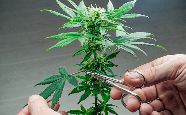 Удаление крупных листьев