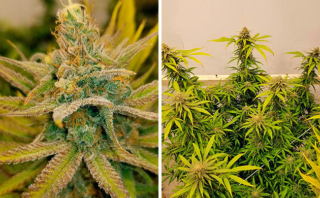 Amherst Sour Diesel марихуана