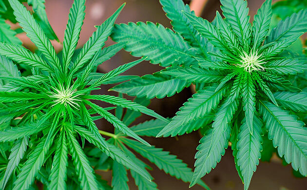 Cap Junky — сбалансированный гибрид индики и сативы