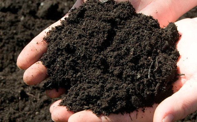 Черноземный тип почвы