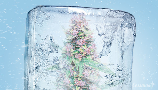 Как марихуана реагирует на заморозку