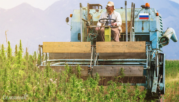 Поля технической конопли