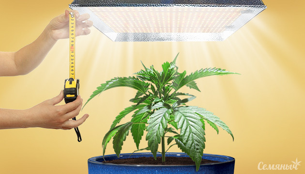 Расстояние от макушки до лампы