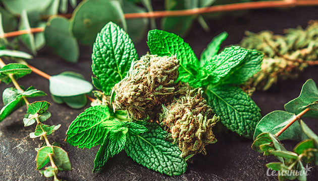 Терпен эвкалиптол (цинеол)