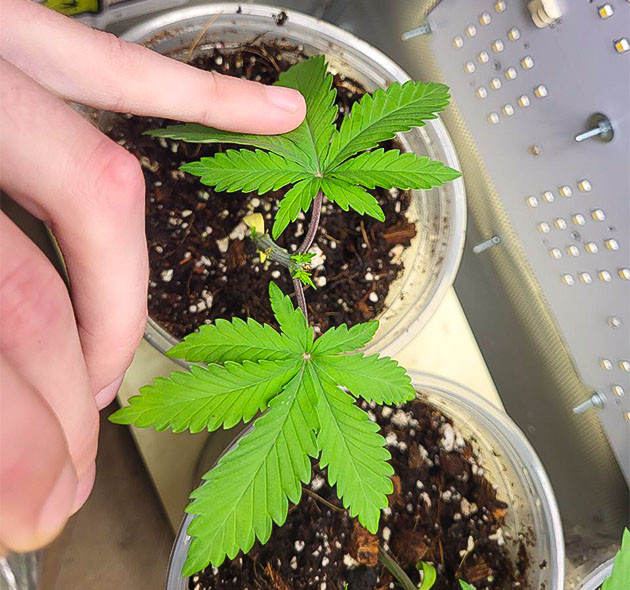 Конопля после топпинга