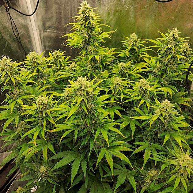 Восстановление и рост Gorilla Punch Auto