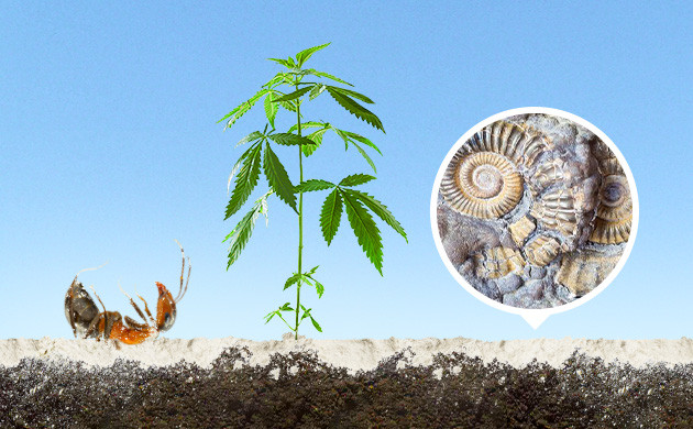 Использование диатомита при борьбе с муравьями