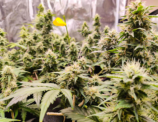 Кусты марихуаны Afghan Kush Ryder Auto