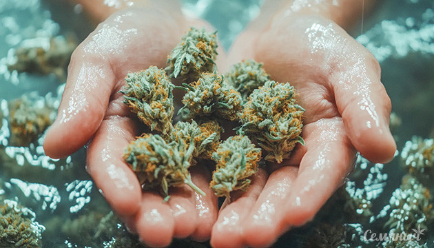 Как спасти влажный каннабис?