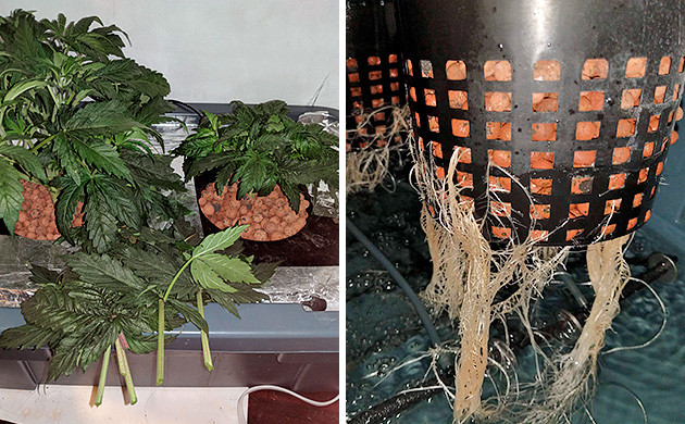 3я неделя Tutankhamon от Pyramid Seeds