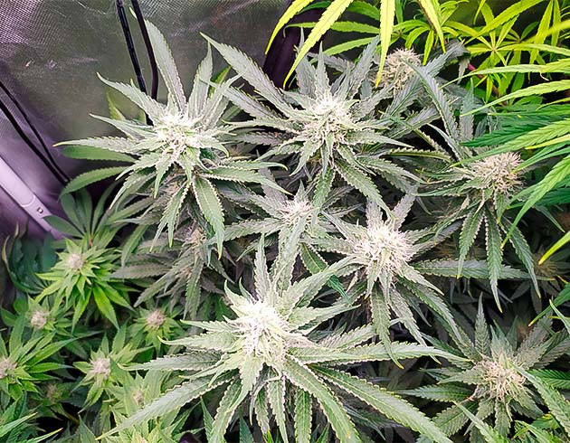 12 неделя выращивания конопли